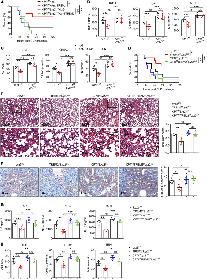 Inhibition of FAO abolishes the improved sepsis symptoms regulated by TR...