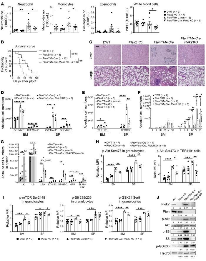 Plek2 is critical for the activation of Akt signaling in vivo.
(A) Absol...