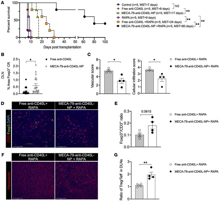 MECA-79–anti-CD40L-NPs alone or in combination with rapamycin prolongs h...