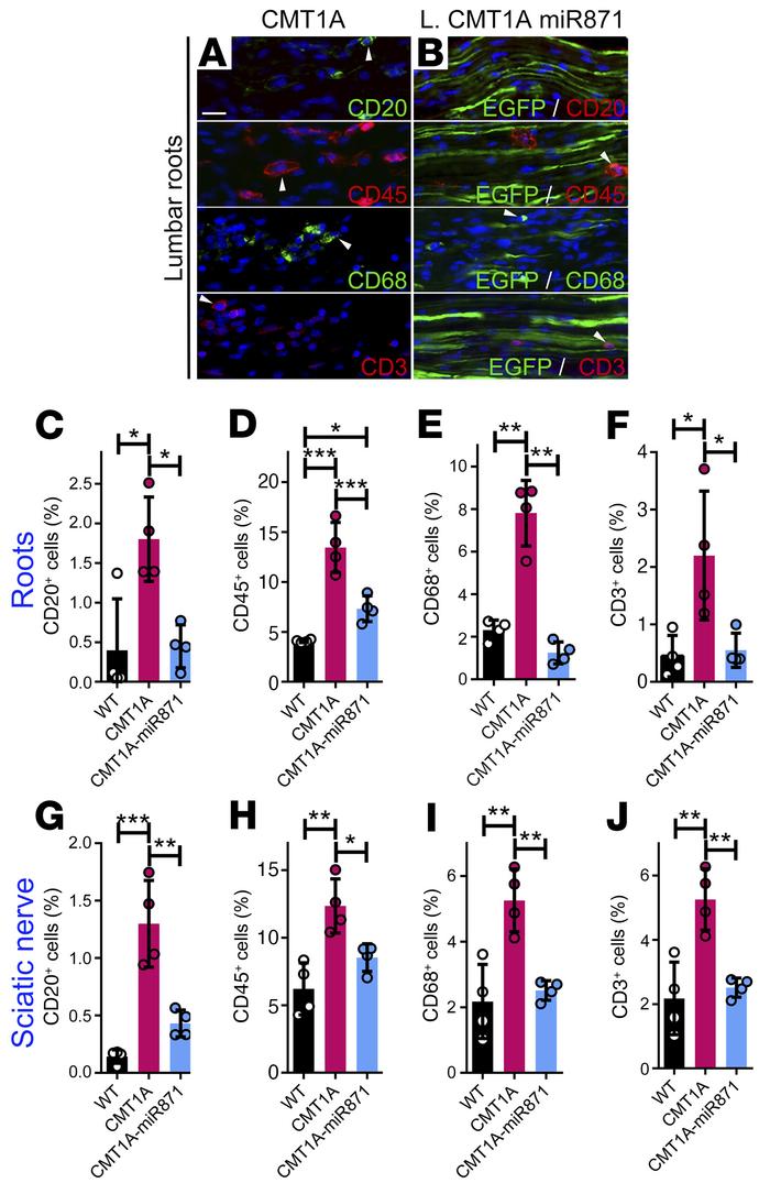 Late treatment of CMT1A mice improved inflammation in PNS tissues.
Image...