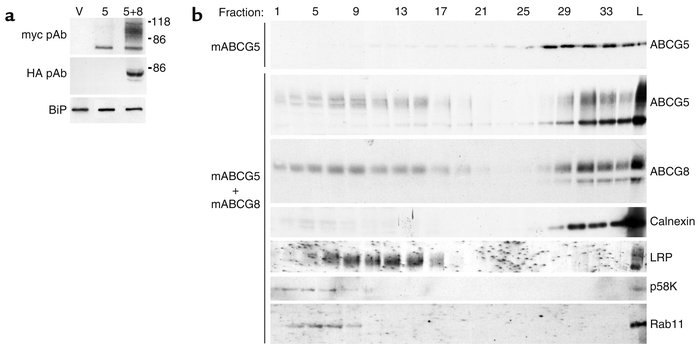 Relative levels and distribution of expression of ABCG5-myc and ABCG8-HA...