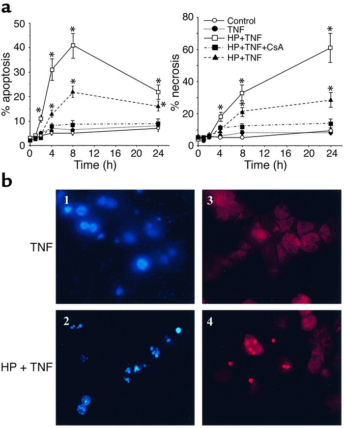 Mitochondrial GSH depletion sensitizes hepatocytes to TNF-α. (a) Culture...