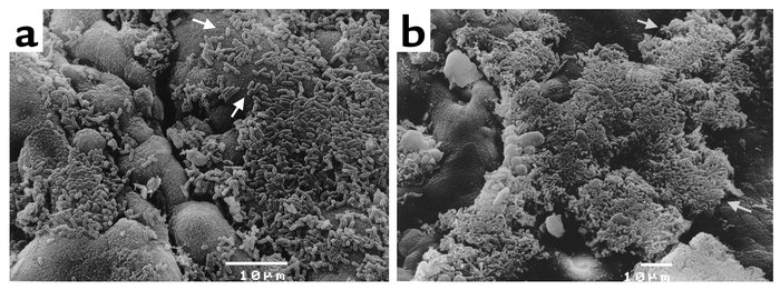 In vitro organ culture assay of 042 (a) and 042aap (b). Bacterial cultur...