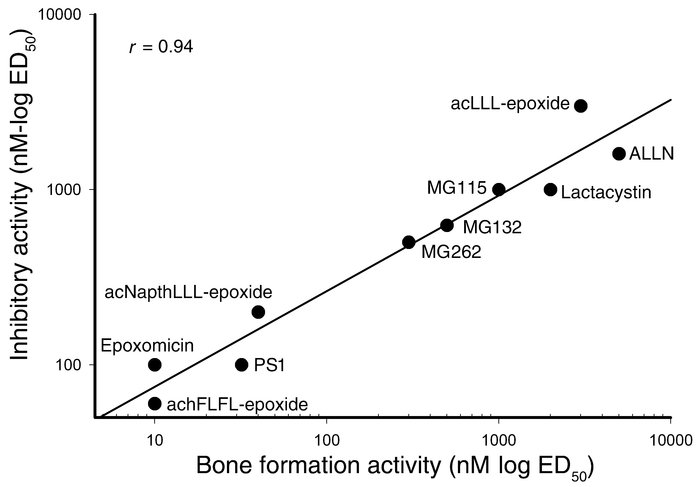 Proteasome inhibition correlates with bone formation. The stimulation of...