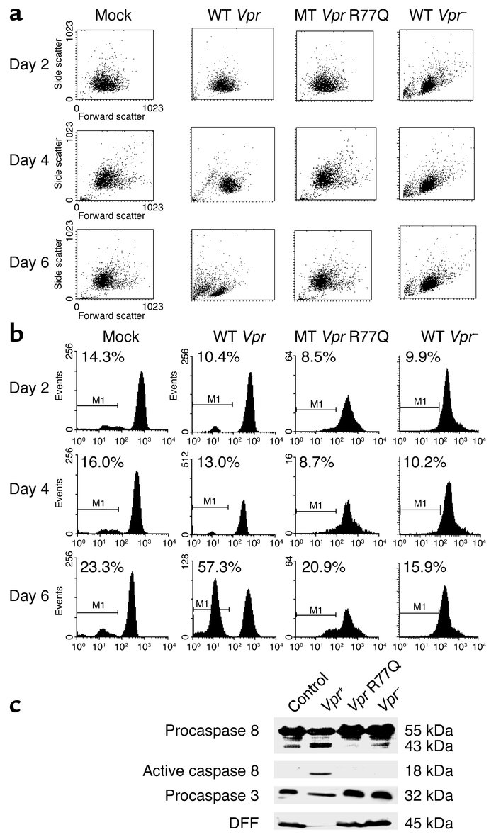 Apoptosis signaling in Jurkat cells infected with VSV-G pseudotype virus...