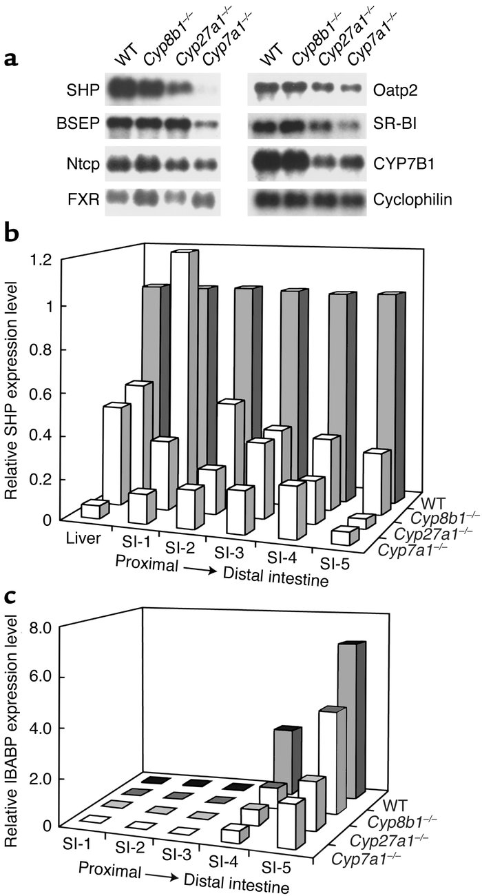 Gene expression in wild-type and Cyp8b1–/– mice. (a) mRNA levels for the...