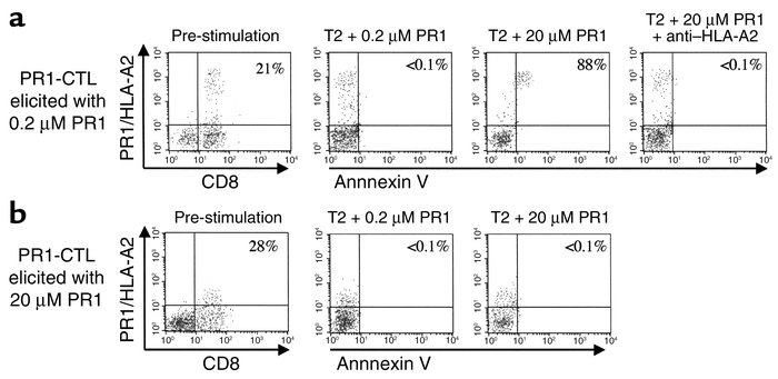 High-avidity PR1-specific CTLs undergo apoptosis 18 hours after stimulat...