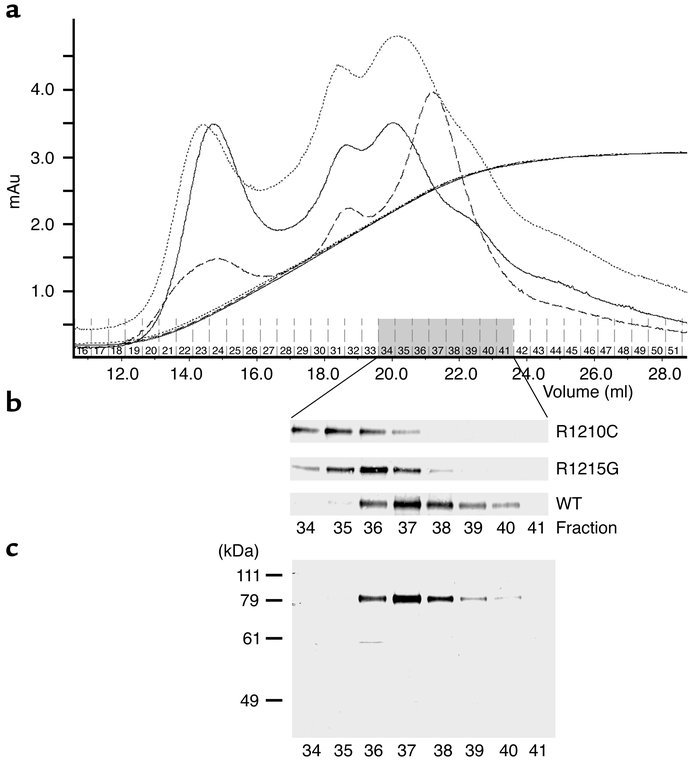 Heparin affinity chromatography binding of recombinant wild-type deletio...