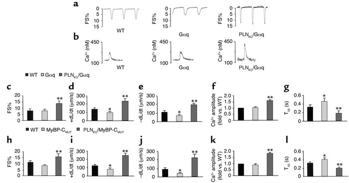Myocyte (5–8 cells per heart, 6–8 hearts per group) contractility and Ca...