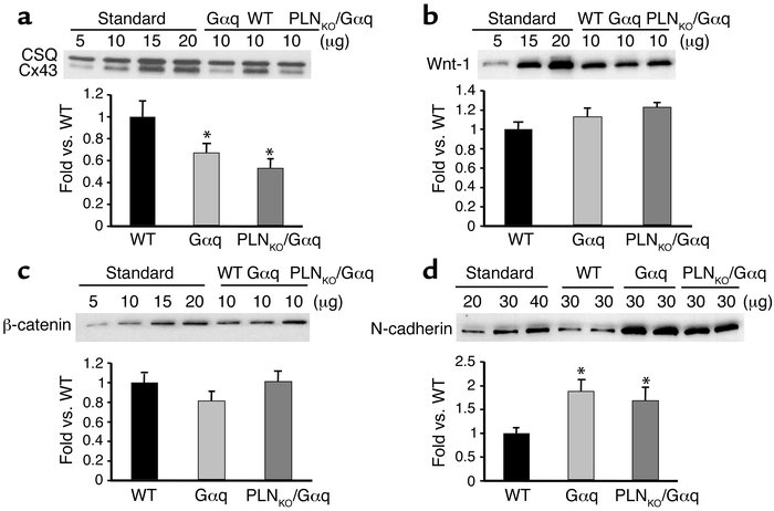 Quantitative immunoblotting of gap-junction proteins and their regulator...