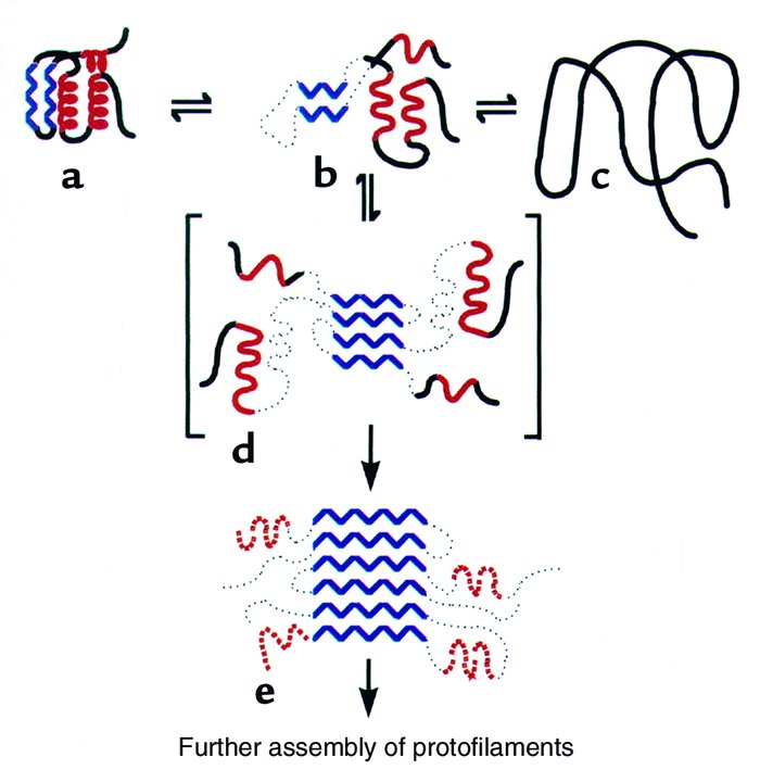 Mechanism proposed for lysozyme amyloidosis (59). An amyloidogenic inter...