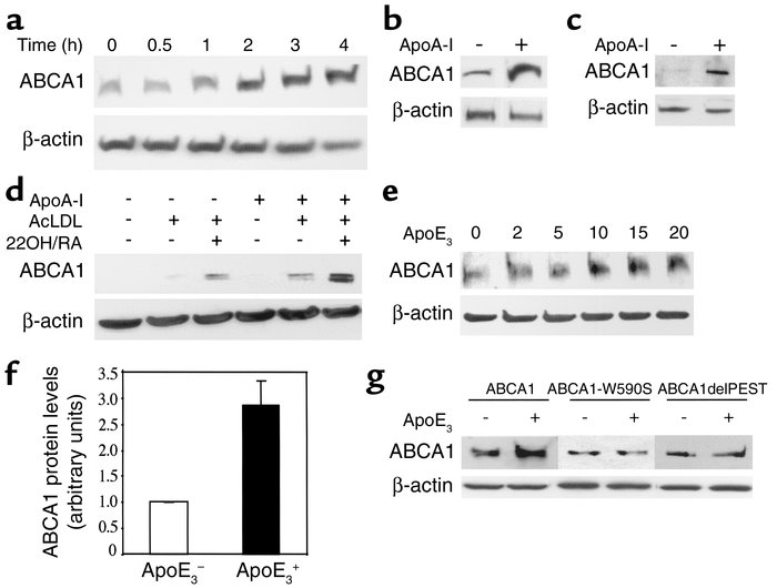 ApoA-I and apoE increase ABCA1 protein in mouse primary hepatocytes and ...