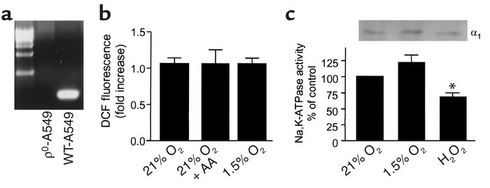 Effect of mitochondrial ROS on Na,K-ATPase activity and abundance in A54...