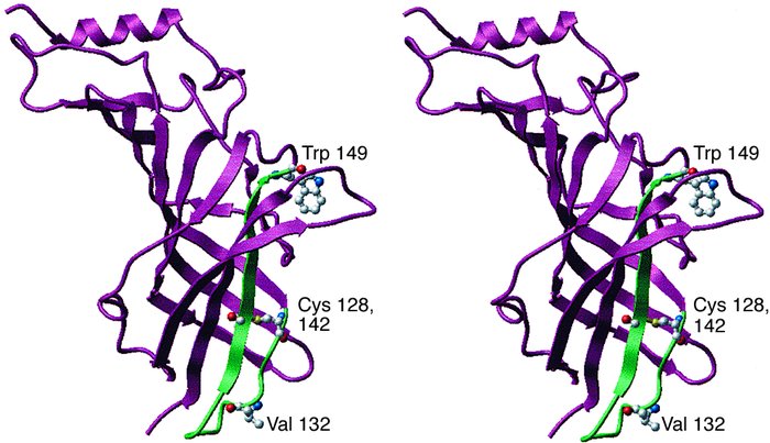 Location of V132 in the AChR α subunit. Stereo view of a structural mode...