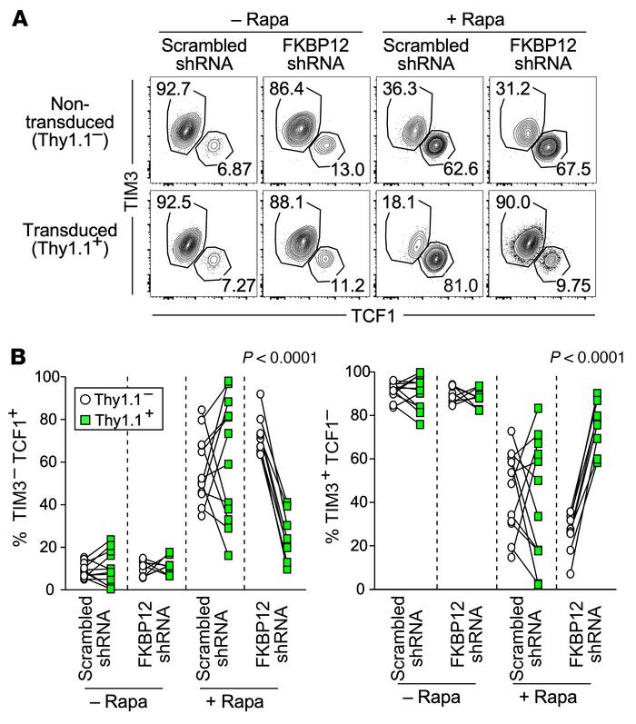 mTOR acts intrinsically in antigen-specific CD8+ T cells to regulate T c...