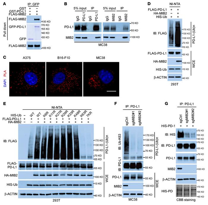 MIB2 promotes K63-linked ubiquitination of PD-L1.
(A) Direct binding bet...