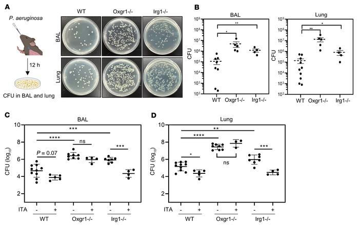 Depletion of either Oxgr1 or Irg1 disrupts the clearance of respiratory ...