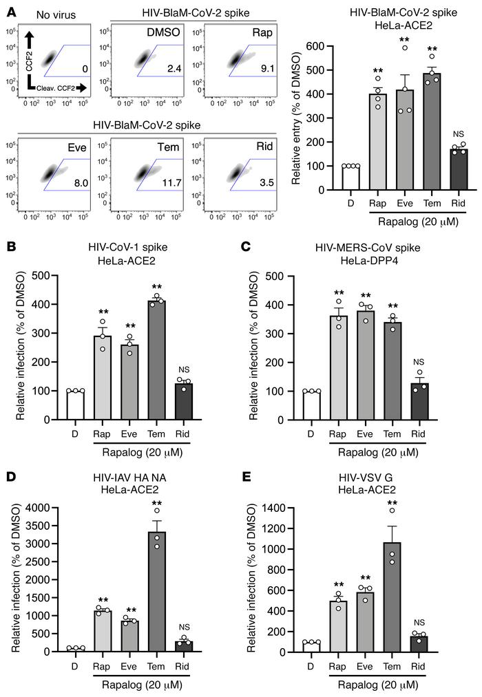 Rapalogs promote cell entry mediated by diverse viral fusion proteins.
(...