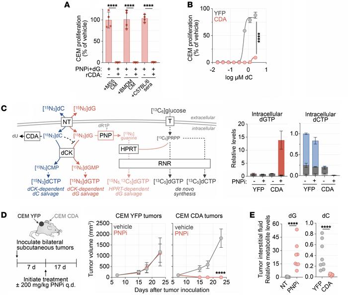 CDA prevents dC-mediated PNPi resistance.
(A) Cell Titer Glo analysis of...