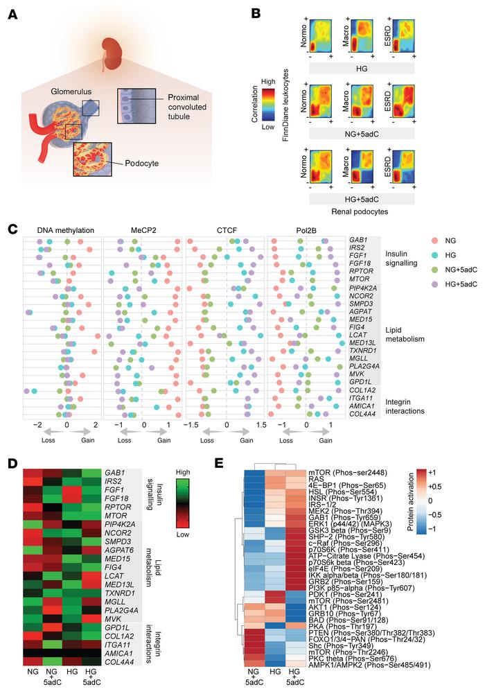 Integration of FinnDiane methylation and renal epigenomic indices.
(A) R...