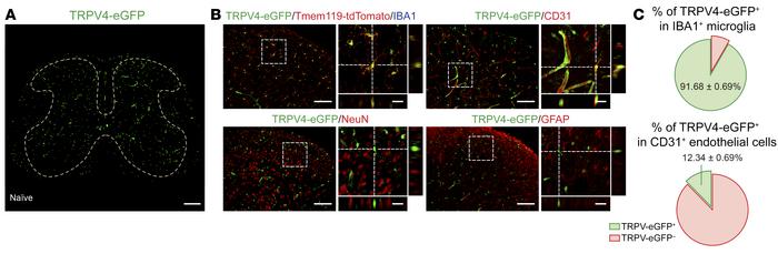 TRPV4 is expressed by spinal microglia.
(A) Representative image of TRPV...