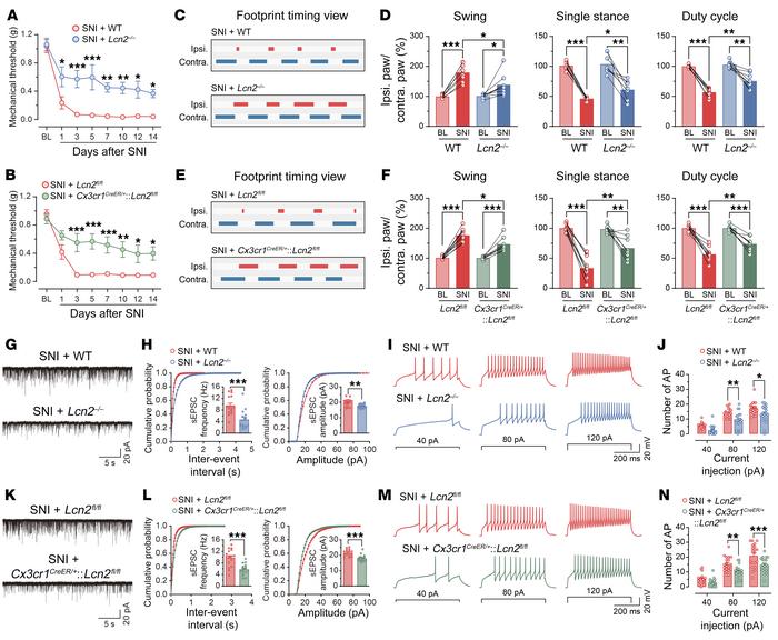 Genetic inhibition of LCN2 in the spinal microglia reduces SNI-induced n...