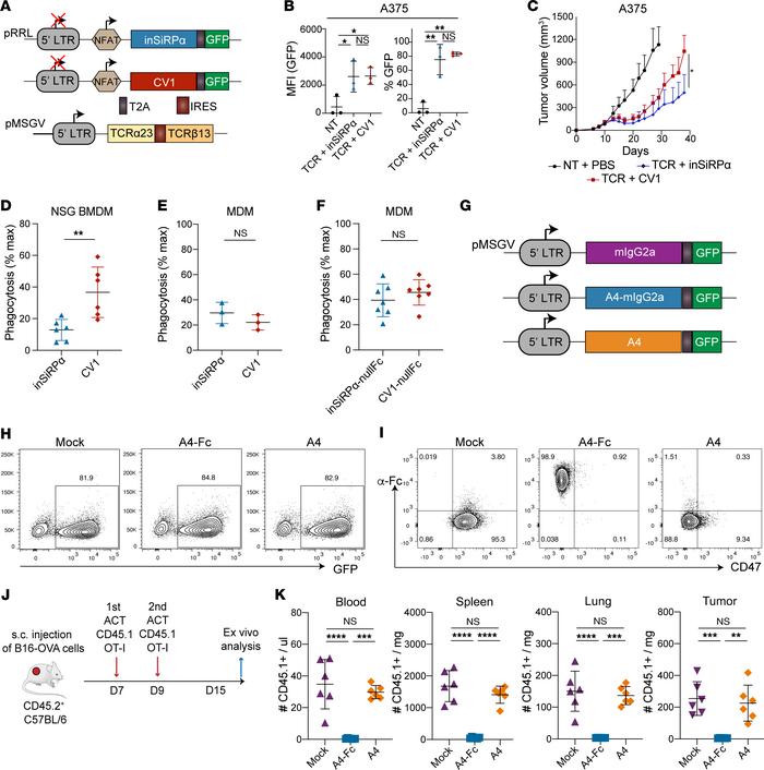 CV1 monomer-coated human T cells are targeted for phagocytosis by NSG bu...