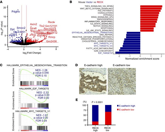 Genes related to EMT, MYC targets, and E2F targets are downregulated aft...