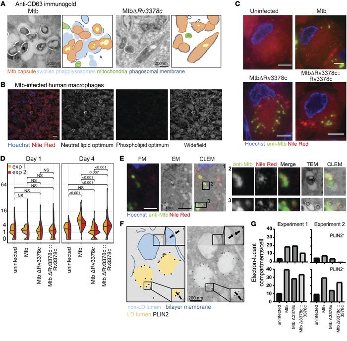 
M. tuberculosis–produced 1-TbAd induces lipid accumulation in human mac...