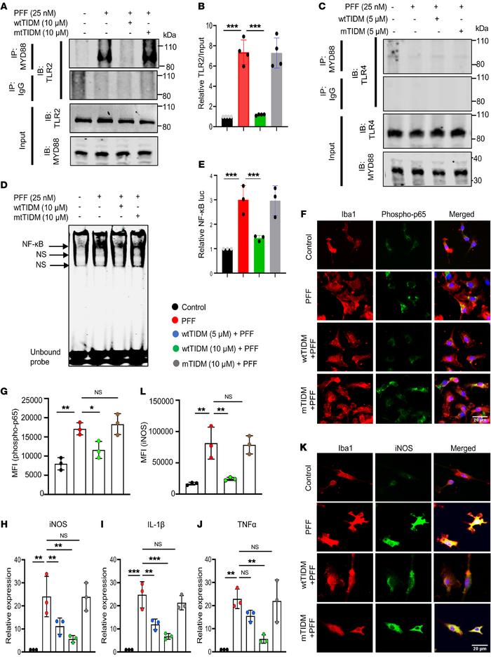The wtTIDM peptide inhibits tau PFF–induced TLR2-MyD88 interaction and N...