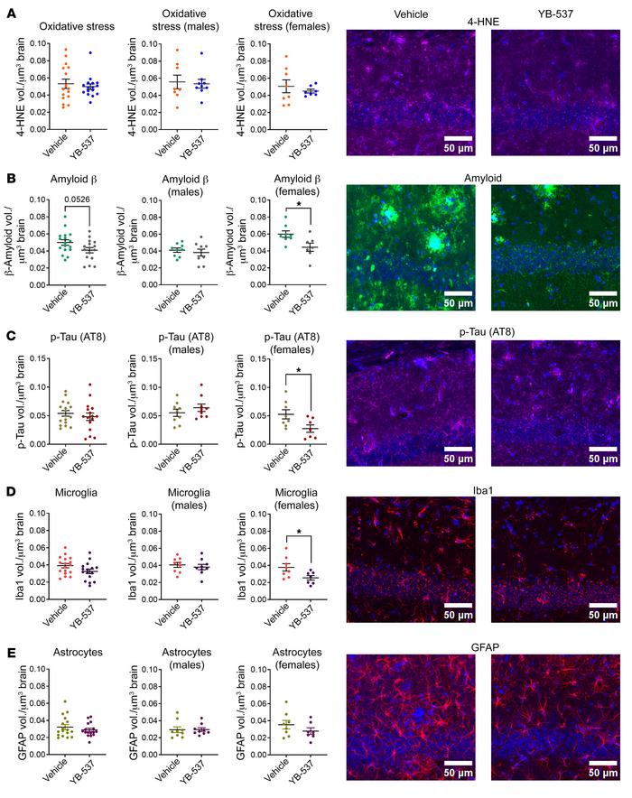 Drinking YB-537 for 1 month significantly reduces brain pathologies asso...