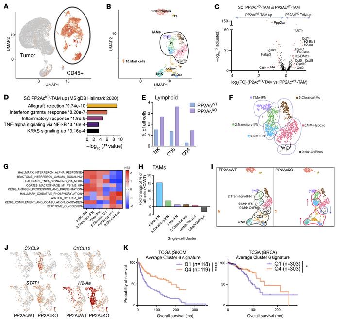 scRNA-Seq of s.c. SB28 tumor.
LysMcrePP2Acfl/fl or WT mice were inoculat...