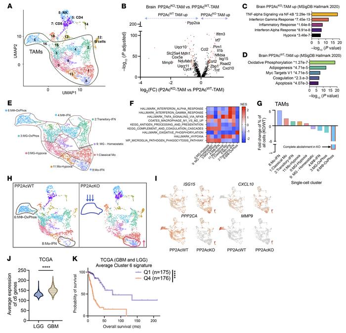 scRNA-Seq of i.c. SB28 tumor.
(A) UMAP of CD45+ immune cells of i.c tumo...