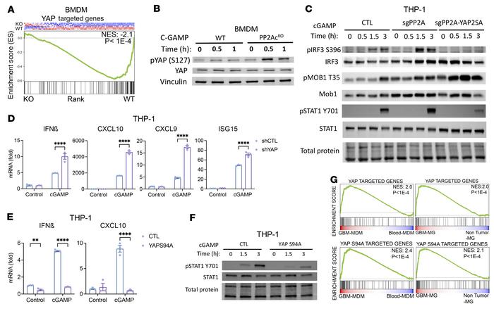 YAP/TAZ mediates STRN4-PP2Ac regulation of STING signaling in macrophage...