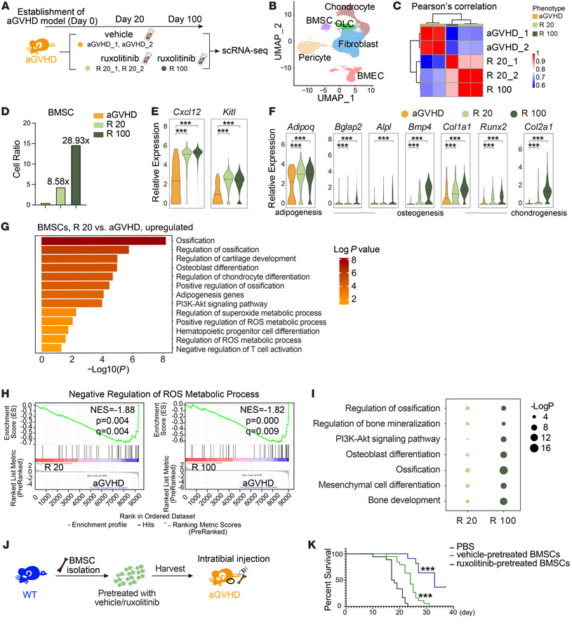 scRNA-Seq shows long-term protective effects of ruxolitinib on aGVHD BMS...
