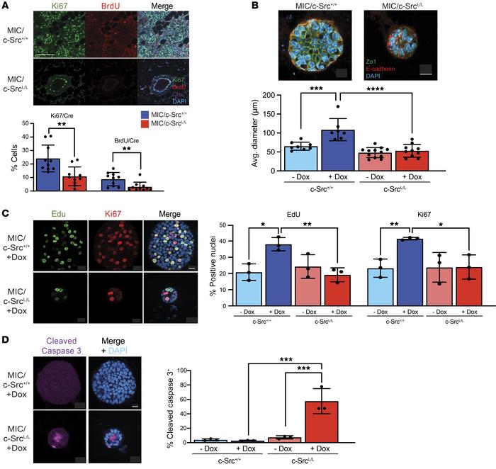 c-Src ablation impairs proliferation and increases apoptosis in an organ...