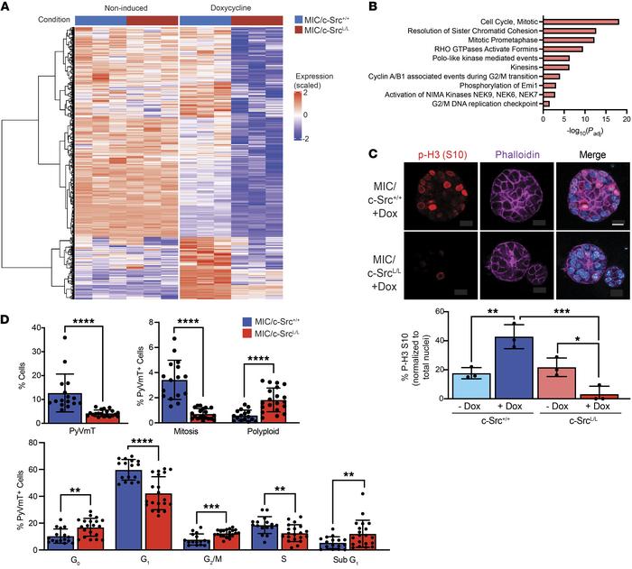 Deletion of c-Src inhibits mitosis and causes G2/M cell-cycle arrest.
(A...