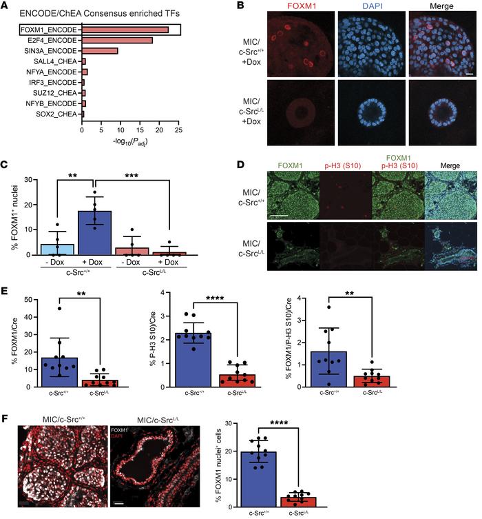 c-Src deletion reduces FOXM1 expression and activity in vivo.
(A) Transc...