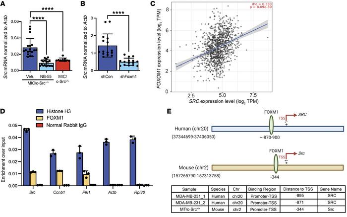 FOXM1 binds to sites in the SRC promoter and stimulates its expression i...