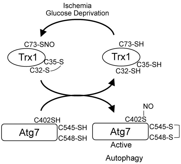 Schematic representation of Trx1-mediated Atg7 regulation.
Trx1 is oxidi...