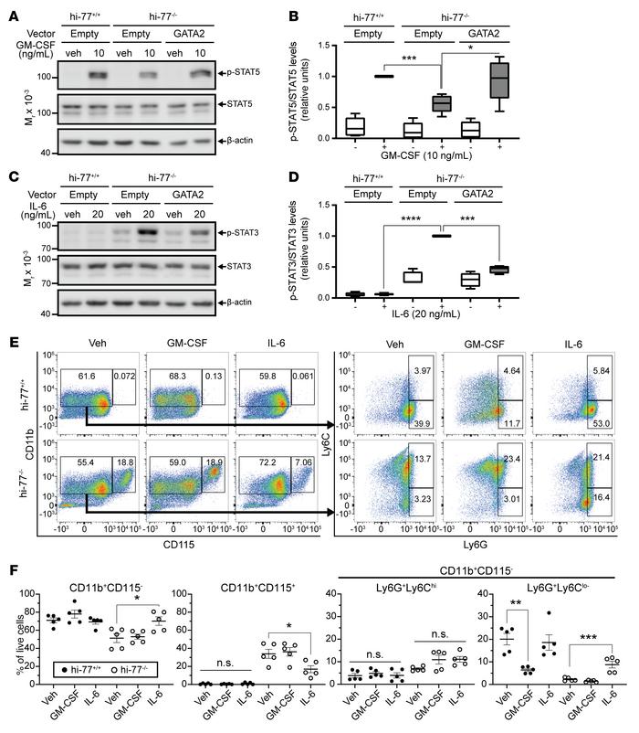 GATA2-mediated regulation of cellular signaling and differentiation.
(A)...