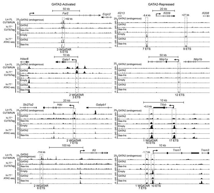GATA2 occupancy and GATA2-regulated chromatin remodeling at GATA2-activa...