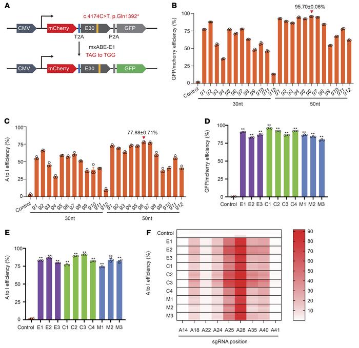 mxABE-mediated correction of mutant DMD RNA.
(A) The reporter construct ...
