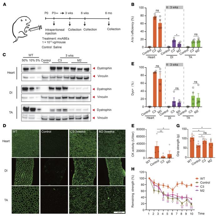 Systemic delivery of AAV-mxABE rescues dystrophin expression and muscle ...