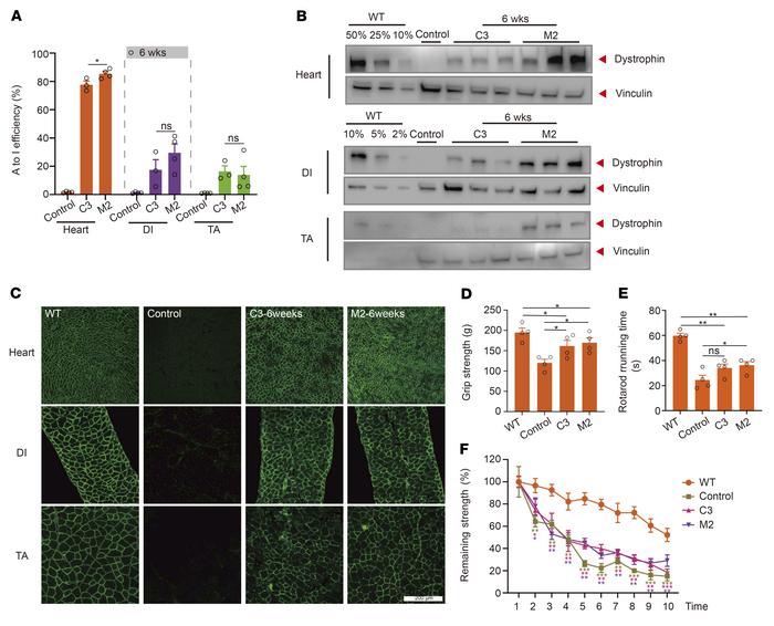 Restored dystrophin expression and muscle function 6 weeks after systemi...