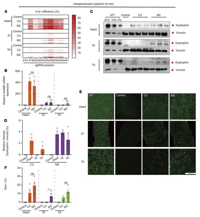 Systemic AAV-mxABE delivery sustains dystrophin restoration after 6 mont...