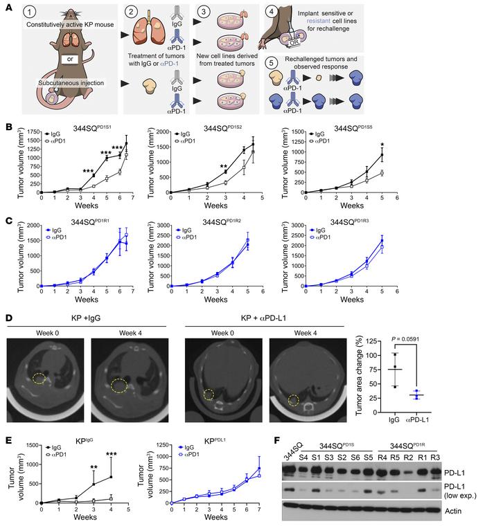 Tumor models created from KP subcutaneous tumors or GEMM lung tumors tre...