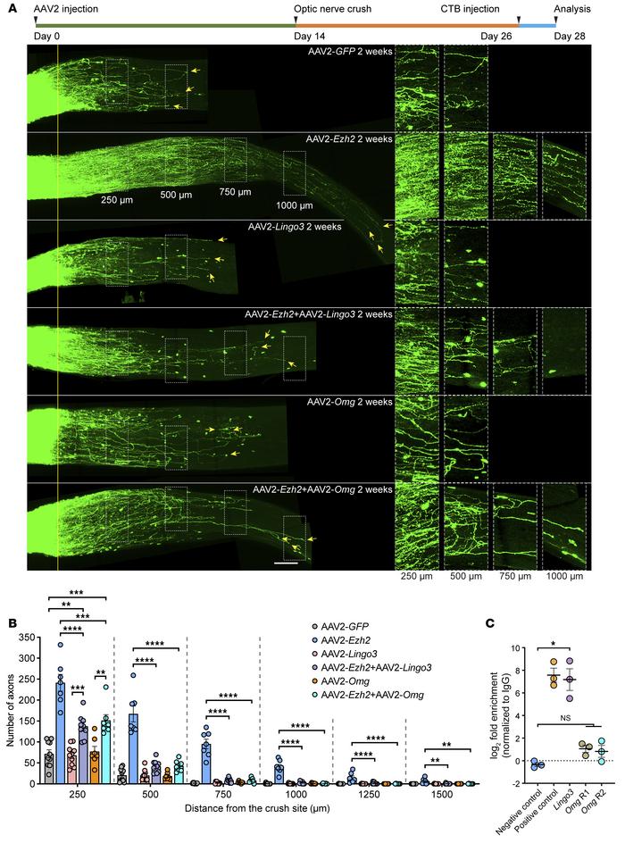 
Ezh2 overexpression enhances optic nerve regeneration by transcriptiona...