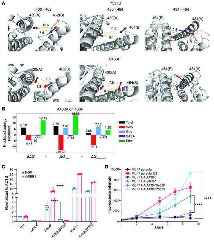 Selective disruption of enhanced dimerization impairs function.
(A) Dyna...