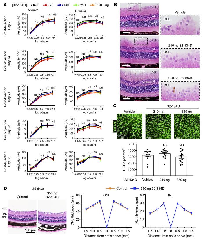 Intraocular administration 32-134D does not affect retinal function.
(A)...